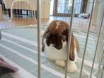 Lieve NHD voedster, Dieren en Toebehoren, Konijnen, Vrouwelijk, Dwerg, Hangoor, 0 tot 2 jaar