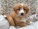 Nova scotia duck tolling retriever, Dieren en Toebehoren, Parvo, Overige rassen, 8 tot 15 weken, Meerdere