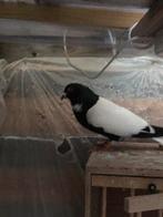 Duiven, Meerdere dieren
