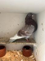 Vluggie, Dieren en Toebehoren, Meerdere dieren