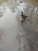 muskus eenden, Dieren en Toebehoren, Pluimvee, Meerdere dieren, Eend