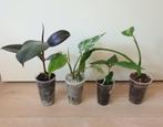 Set kamerplantjes, monstera, dieffenbachia, ficus, Overige soorten, Ophalen of Verzenden, In pot, Minder dan 100 cm