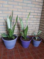 Kamerplant, Tuin en Terras, Planten | Tuinplanten, Vaste plant, Bloeit niet, Halfschaduw, Ophalen