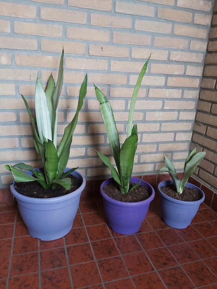 Kamerplant, Tuin en Terras, Planten | Tuinplanten, Vaste plant, Overige soorten, Halfschaduw, Bloeit niet, Ophalen