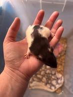 6 lieve tamme mannen rittens ratjes ratten beschikbaar, Mannelijk, Rat, Na 1 juli 2024, Tam