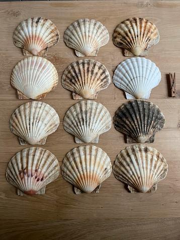 12 Sint Jacobs schelpen beschikbaar voor biedingen