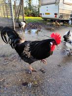 Jonge hanen gratis, Dieren en Toebehoren