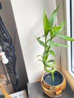Lucky Bamboo (Krulbamboe) in Gouden Pot, In pot, Minder dan 100 cm, Bonsai, Groene kamerplant