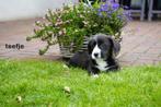 Stoere kruising welsh corgi pups., Nederland, Overige rassen, 8 tot 15 weken, CDV (hondenziekte)