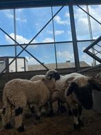 Prachitge mooie wallinshe schwarnze schapen, Dieren en Toebehoren, Mannelijk, Schaap