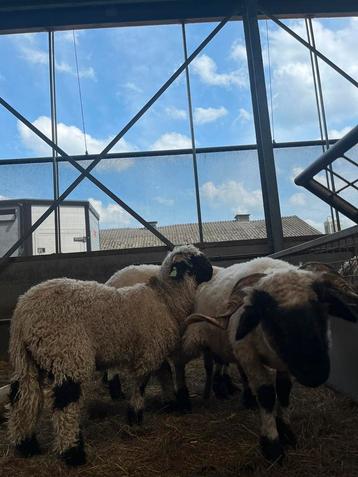Prachitge mooie wallinshe schwarnze schapen beschikbaar voor biedingen