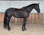 Knappe Fok/Recreatie merrie v. Special D, Dieren en Toebehoren, Paarden, Merrie, B, Gechipt, Dressuurpaard