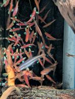 rainbowshiners, regenboog elrits , Notropis chrosomus, Dieren en Toebehoren, Vis, Zoetwatervis, Schoolvis