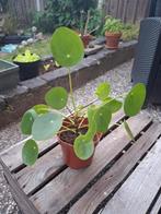 Pannenkoekplant, Ophalen, Overige soorten, Minder dan 100 cm