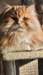 Siberische kater stamboom en getest hcm pkd  (NIET TE KOOP), 0 tot 2 jaar