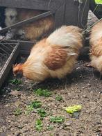 Zijdehoender hanen, Dieren en Toebehoren, Ophalen, Pluimvee