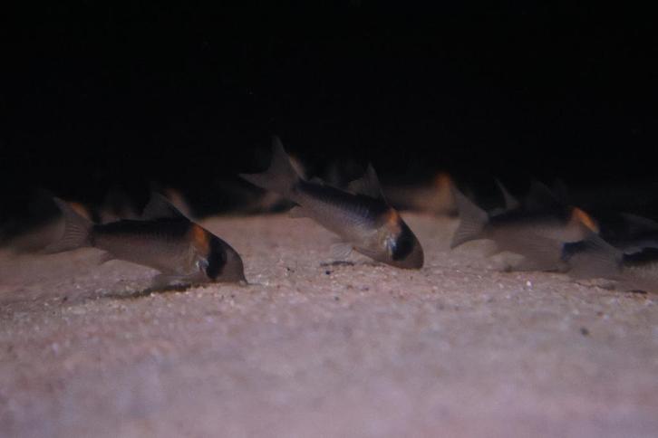 Corydoras Adolfoi - Prijs:  €10,99 per stuk, Dieren en Toebehoren, Vissen | Aquariumvissen, Zoetwatervis, Vis