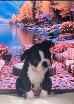 Raszuiver Gloed mooi Boston Terriër Pup Reutje !, Dieren en Toebehoren, Honden | Bulldogs, Pinschers en Molossers, Rabiës (hondsdolheid)