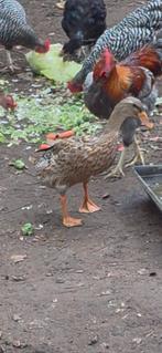 Indische loopeenden, Dieren en Toebehoren, Pluimvee, Meerdere dieren, Eend