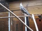 Mooie jonge valkparkiet., Dieren en Toebehoren, Vogels | Parkieten en Papegaaien, Mannelijk, Parkiet