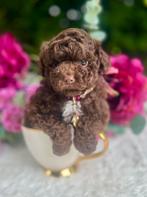 Mini Toy Poedel pup 🐕‍🦺❤️🐾 EXCLUSIEF, Dieren en Toebehoren, Honden | Chihuahua's en Gezelschapshonden, Poedel, Reu, CDV (hondenziekte)