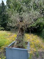 olijfbomen dikke stam en 4 palmen  € 500 per stuk, Tuin en Terras, Planten | Bomen, Bloeit niet, 100 tot 250 cm, Olijfboom, Ophalen