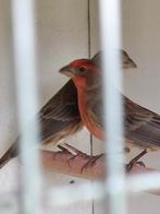 Koppel Mexicaanse roodmus, Dieren en Toebehoren, Meerdere dieren