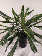 Dracena, Ophalen, Overige soorten, Halfschaduw, Minder dan 100 cm