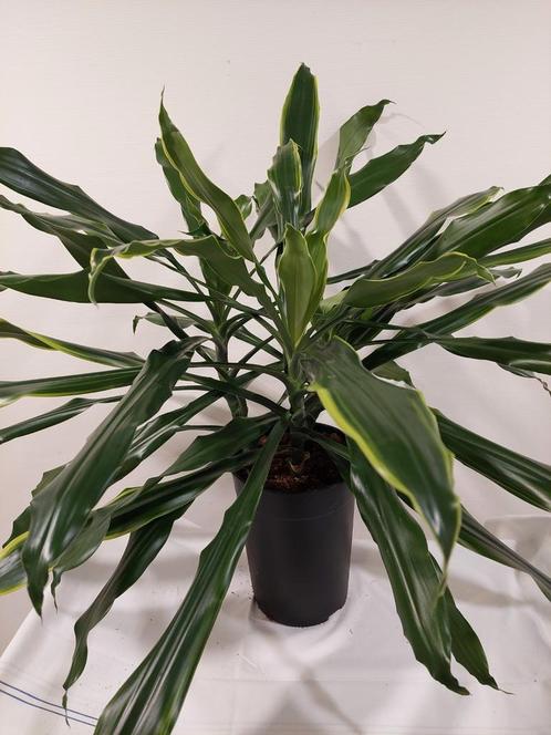 Dracena, Huis en Inrichting, Kamerplanten, Overige soorten, Minder dan 100 cm, Halfschaduw, Ophalen