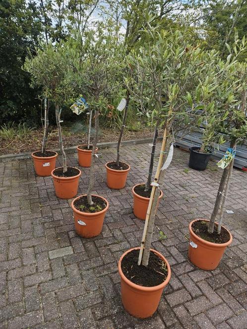 Olijfbomen prijzen per stuk, Tuin en Terras, Planten | Bomen, Overige soorten, Minder dan 100 cm, Halfschaduw, Ophalen