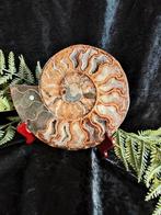 Ammoniet Paar - 2.2 kg - Madagaskar afmetingen 22 cm x 19 cm, Verzamelen, Ophalen of Verzenden, Fossiel
