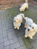 Malitpoo pups,puppy, teefjes, uit geteste ouders, Overige rassen, CDV (hondenziekte), 8 tot 15 weken, Teef