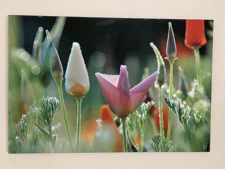 Ernest Kox foto op Canvas 105x70, Huis en Inrichting, Woonaccessoires | Schilderijen, Tekeningen en Foto's, Zo goed als nieuw