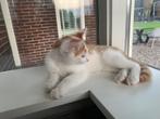 Kittens, Dieren en Toebehoren, Katten en Kittens | Overige Katten, Kater, Kortharig, 0 tot 2 jaar