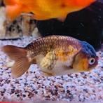 Carrasius auratus, Dieren en Toebehoren, Vis