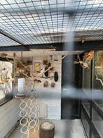Jonge zebravinken tekoop, Meerdere dieren, Tropenvogel