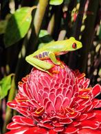 Agalychnis callidryas 'Roodoogmaki boomkikkers', Dieren en Toebehoren, Amfibie, 0 tot 2 jaar