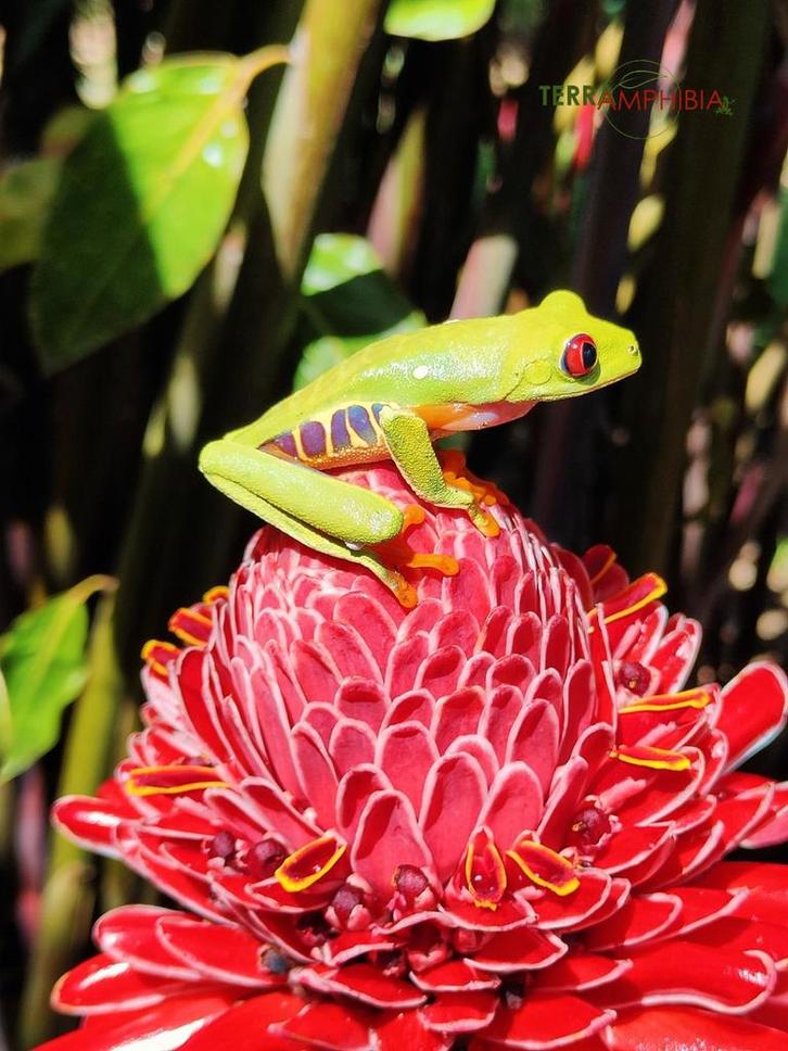 Agalychnis callidryas 'Roodoogmaki boomkikkers'