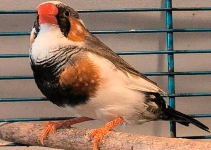 Prachtige blackface-bont split charcoal zebravink man, Dieren en Toebehoren, Vogels | Overige Vogels, Mannelijk