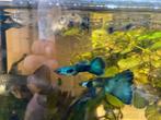 Blue Moscow guppen, Dieren en Toebehoren, Vis