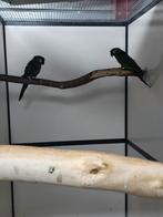 Kleine ara koppel, Dieren en Toebehoren, Meerdere dieren, Papegaai