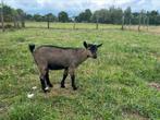 Geiten bokje ( zwoeger vrij ), Dieren en Toebehoren, Schapen, Geiten en Varkens, Mannelijk, Geit, 0 tot 2 jaar