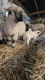 Walliser Schwarznase ooi met lammeren, Dieren en Toebehoren, Vrouwelijk, Schaap