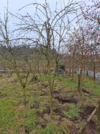 Fruitbomen appelbomen, diverse rasen, Ophalen, Appelboom, Lente