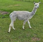 Drachtige alpaca merrie, Mei, Vrouwelijk