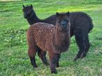 Twee alpaca hengstjes zwart en wit., Dieren en Toebehoren, Overige Dieren, Mannelijk, Voor 1 juli 2024