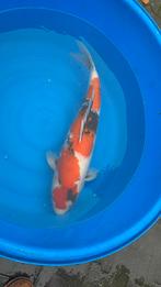te koop showa momotaro, Dieren en Toebehoren, Vissen | Vijvervissen, Karper of Koi
