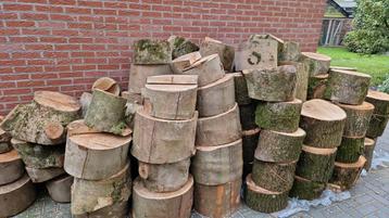 Stam hout gevraagd, boomstammen eik,beuk,els,berk beschikbaar voor biedingen