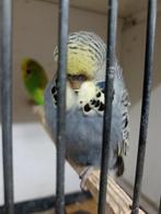 Jonge Engelse parkieten, Meerdere dieren, Parkiet, Tam