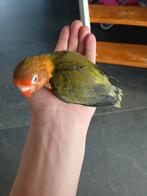 argaponnis, Dieren en Toebehoren, Reptielen en Amfibieën, Tam, 0 tot 2 jaar